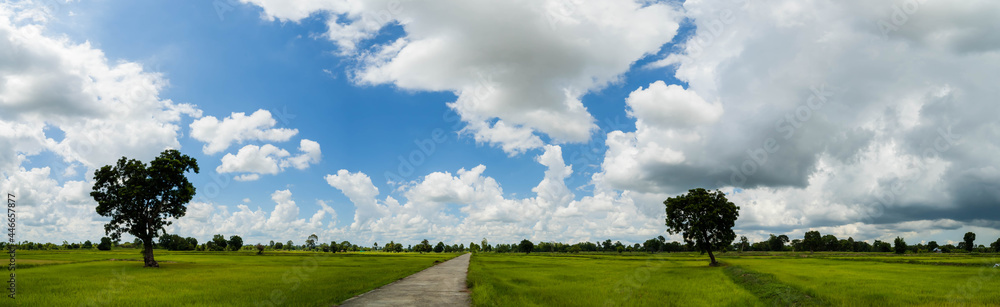 Sky with white fluffy clouds on the blue sky over the rice field. Sky with white fluffy clouds on the blue sky over the rice field.