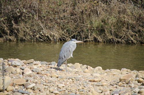 A specimen of grey heron (Ardea cinerea) perched on the banks of the Bernesga River as it passes through the city of Leon photo