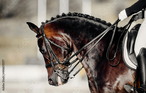 Portrait sports stallion in the bridle. Equestrian sport. © Azaliya (Elya Vatel)