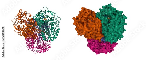 фотографія Structure of human mitochondrial aldehyde dehydrogenase complexed with NADH and