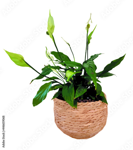 Peace Lily vector, house plant decoration