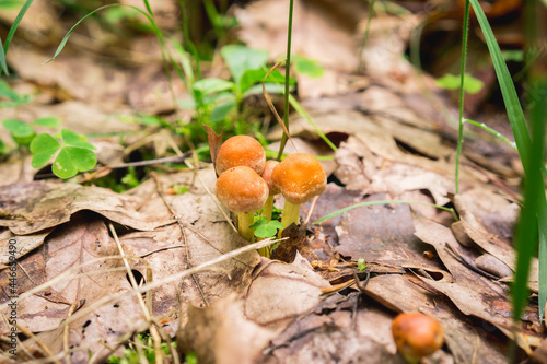 Mushrooms among the leaves 
