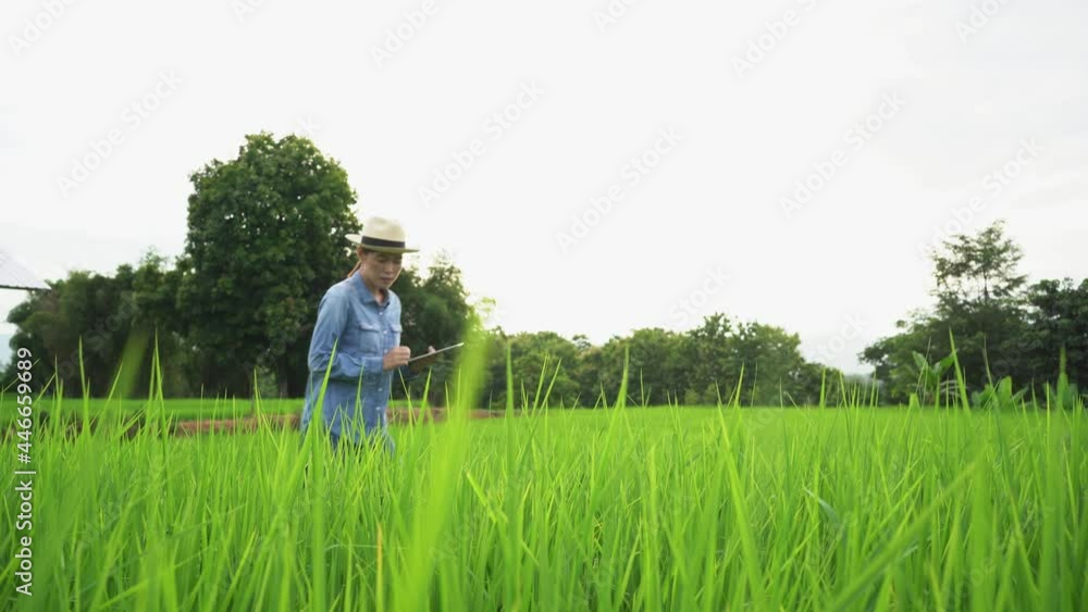 Female farmer using tablet at close range to collect data at the rice fields in the evening with warm light Agriculture concept, technology concept Female farmer using tablet at close range to collect data at the rice fields in the evening with warm light Agriculture concept, technology concept
