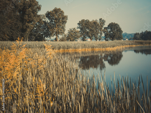 Pond in the morning 