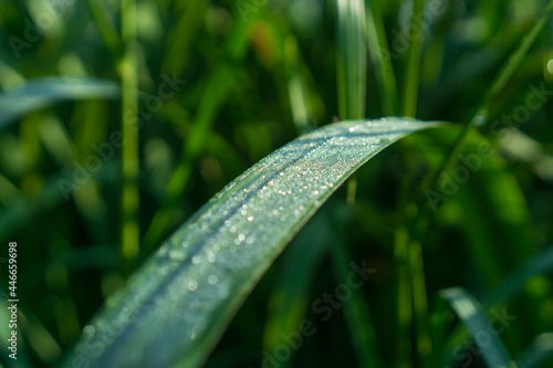 Dew on a leaf of grass 
