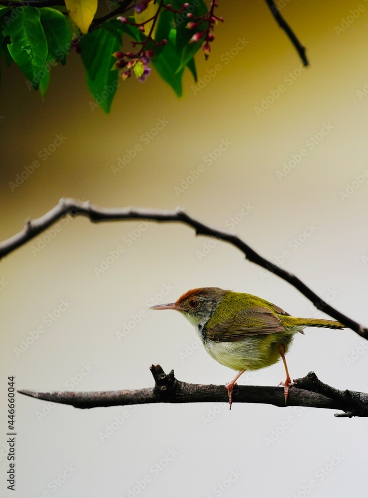 Obraz premium bird on a branch