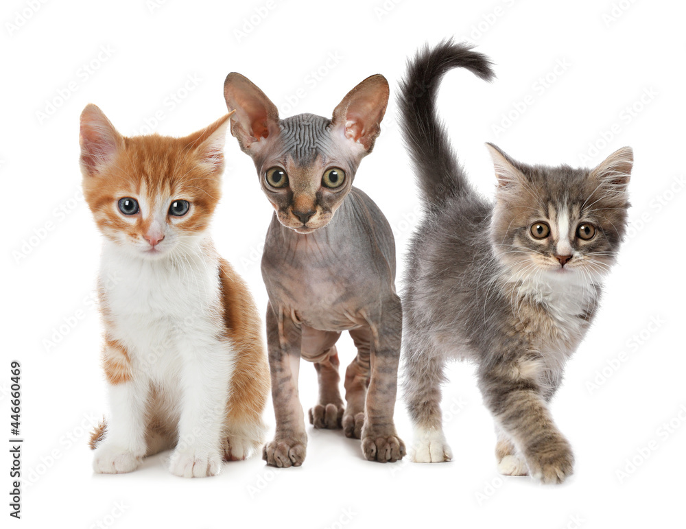 Group of cute little kittens on white background