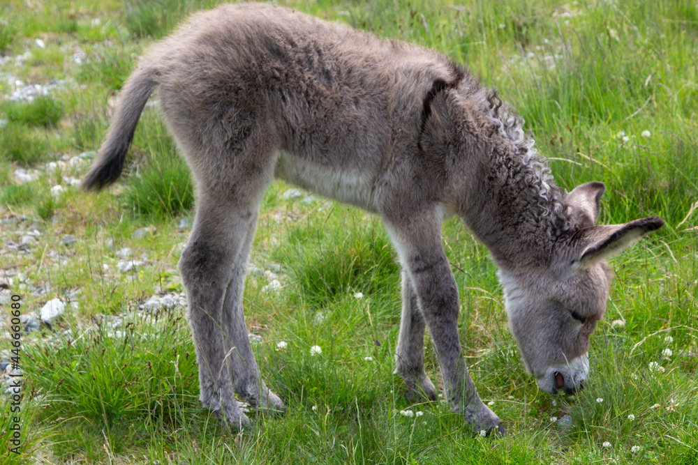 Fototapeta premium young donkey