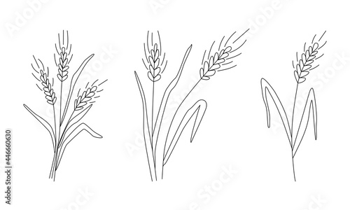 Collection. Ears of wheat or barley. Grain harvest. Vector illustration for brewing, agriculture, logo, print, poster. Drawn in doodle style by outline