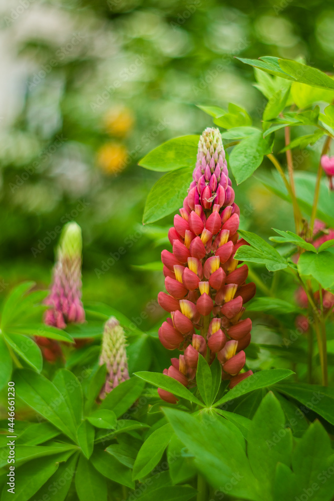 Beautiful pink lupins in a botanical garden on a sunny day. Pink lupins on a blurred background. Beautiful pink lupins in a botanical garden on a sunny day. Pink lupins on a blurred background.