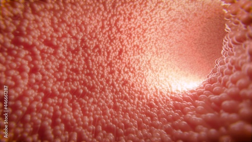 Kamerafahrt durch Darm mit Darmzotten - medizinische Animation