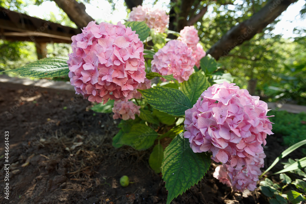 Pink hydrangea in the summer garden, close up Pink hydrangea in the summer garden, close up