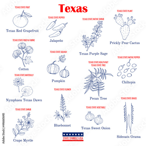 Texas. Set of USA official state symbols photo
