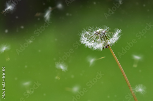 white dandelion on a green background. The wind blew away the flower seeds. Spring background