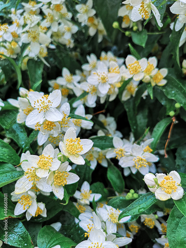Selective focus of Mockorange English Dogwood flowers
