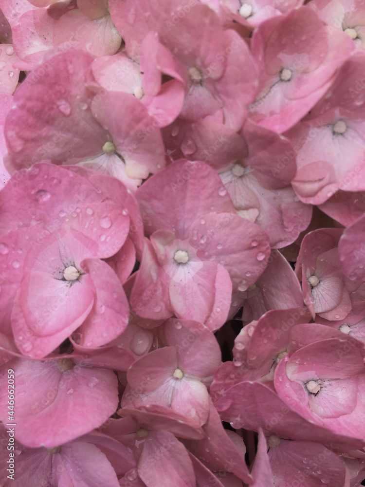 Pink hydrangea close up in natural light and with drops of water.