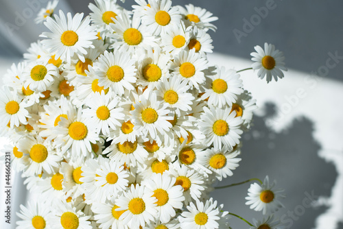 Close-up of daisy flowers. Chamomile on the sun