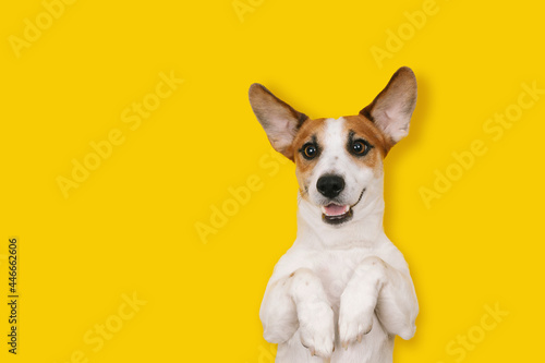 Cute Jack Russell dog with a smiling face