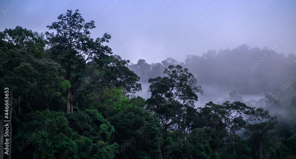 Dramatic reflecting scenic view of forest during foggy morning Dramatic reflecting scenic view of forest during foggy morning