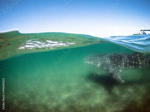 Over Under View of Whale Shark Underwater With Boat Above photo