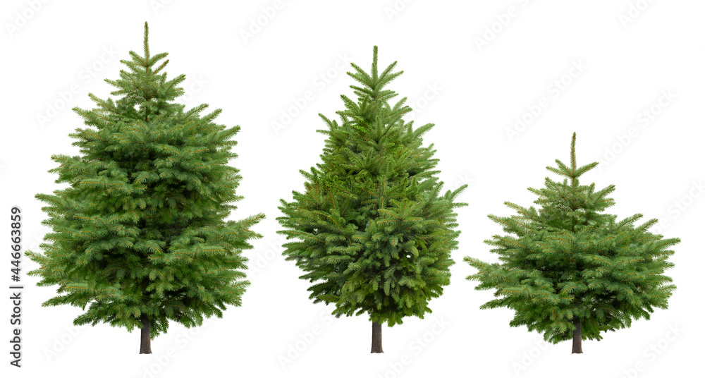 Cutout pine tree. Set of conifers isolated on white background. High quality clipping mask for professional composition. Evergreen tree. - obrazy, fototapety, plakaty 