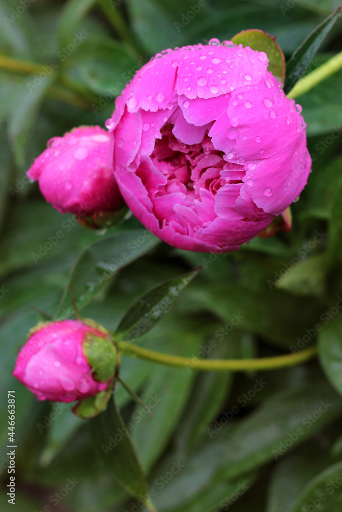 custom made wallpaper toronto digitalPink peony with raindrops close - up view. Peony with water drops close - up view