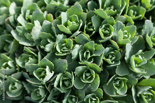 Group of small green succulents growing tightly to each other
