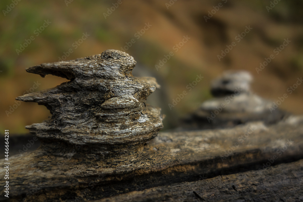 A scenic closeup shot of a append old wooden tree texture on a blurred background A scenic closeup shot of a append old wooden tree texture on a blurred background