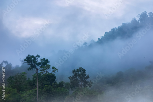 Dramatic reflecting scenic view of forest during foggy morning
