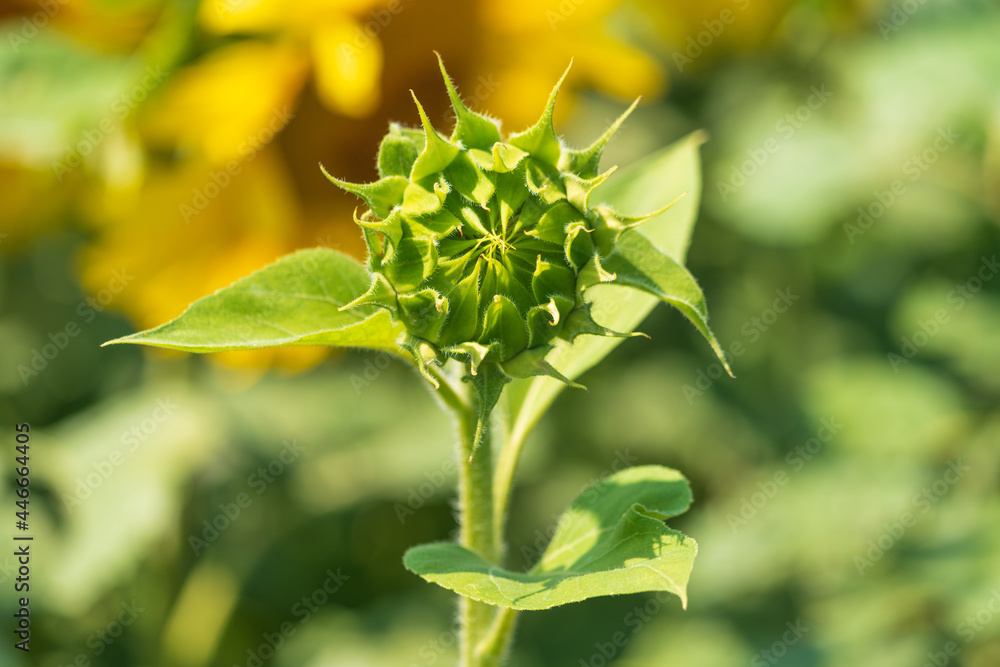 Obraz premium Sonnenblume