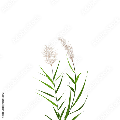 Vector hand drawing sketch with reeds. Cane silhouette on white background. 
