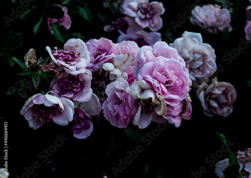 Cluster of Pink Roses © Jen