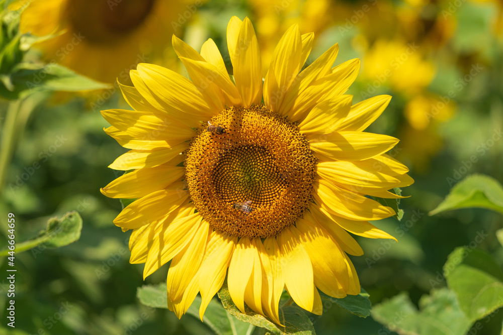 Obraz premium Sonnenblume