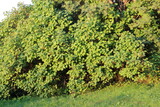 large lilac bush in the sun