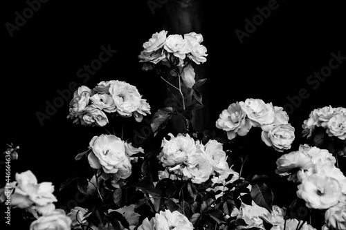 Cluster of white roses