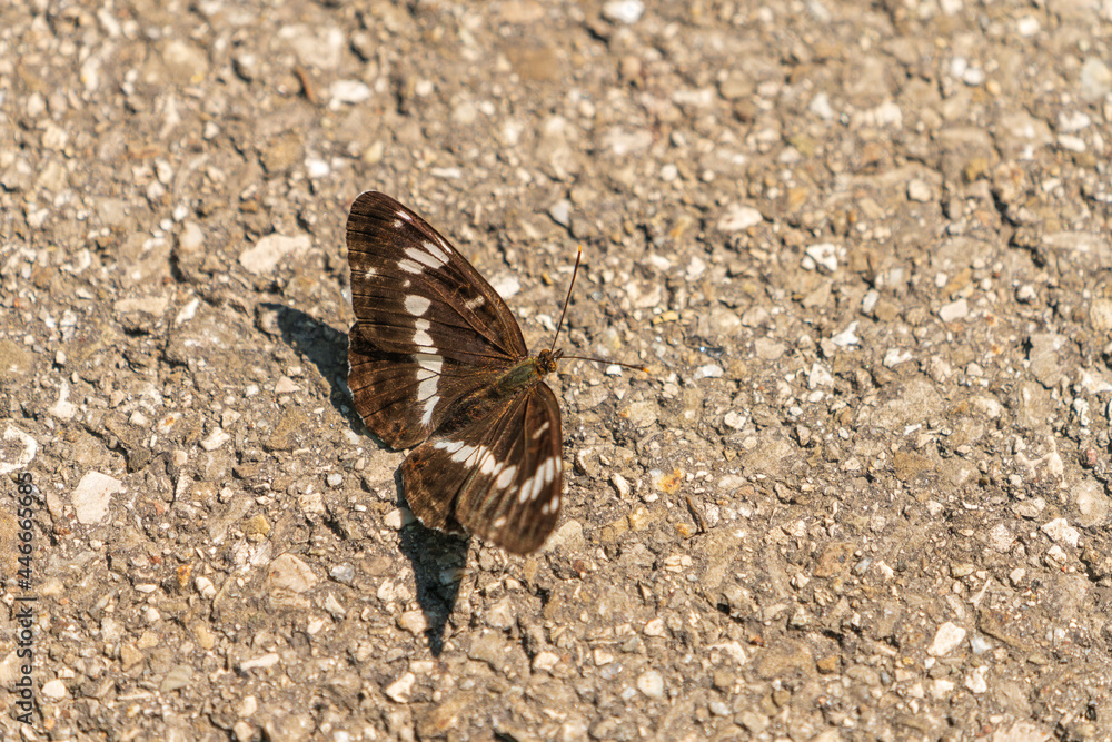 Fototapeta premium Kleiner Eisvogel