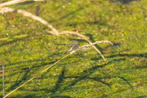 Libelle am Teich © lexpixelart
