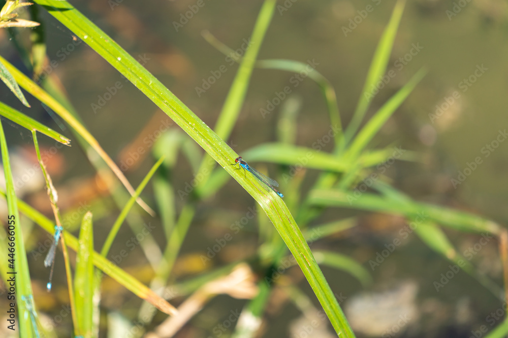 Blauflügel Prachtlibelle Blauflügel Prachtlibelle