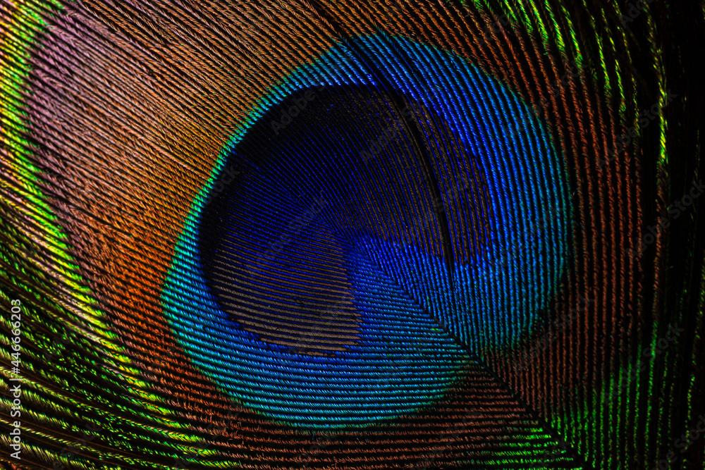 Obraz premium macro image of peacock feather,Peacock Feather