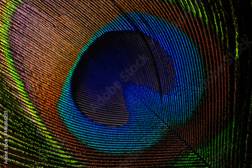 macro image of peacock feather,Peacock Feather © banjongseal324