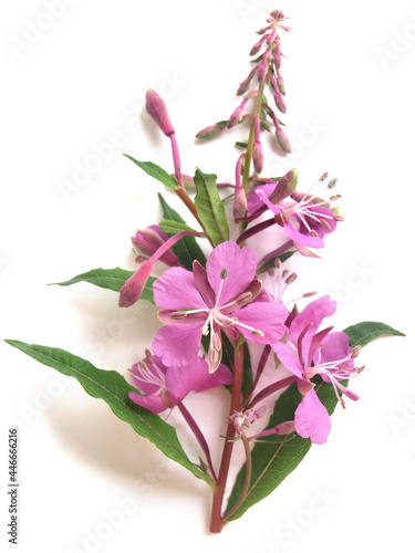 Hoary willowherb (Epilobium parviflorum)