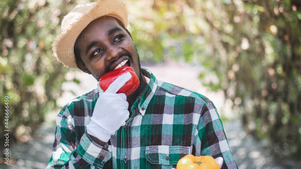 Fototapeta premium African farmer is eating delicious bell peppers in an organic farm