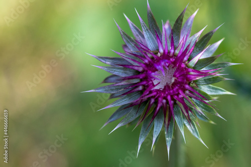 Scottish Flower Symbolic  Purple thistle close up in Nebraska landscape