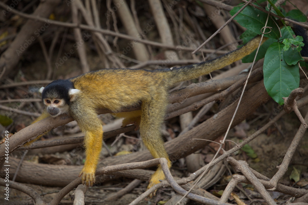 Obraz premium Closeup portrait of Golden Squirrel Monkey (Saimiri sciureus) resting on branch, Bolivia.