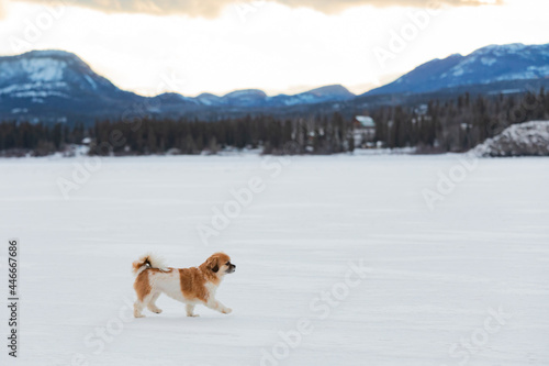 Happy Cavalier King Charles Spaniel Dog Walking
