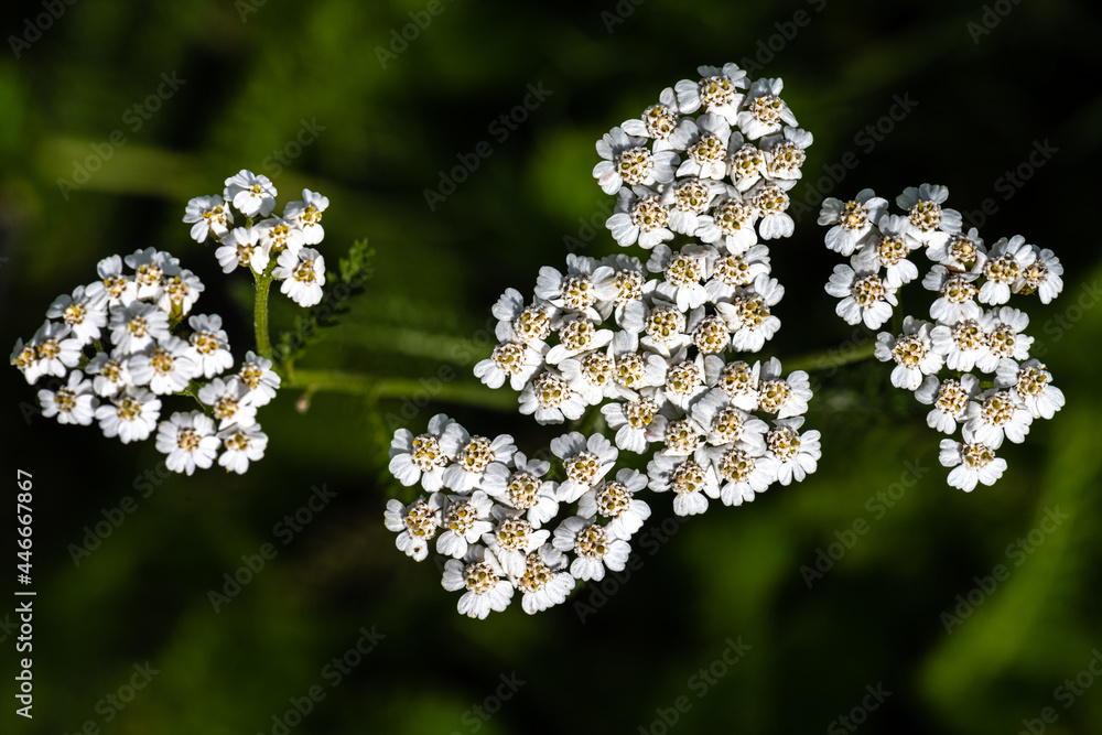 Flowers of the Common Yarrow, Western Yarrow, Yarrow or Milfoil ...