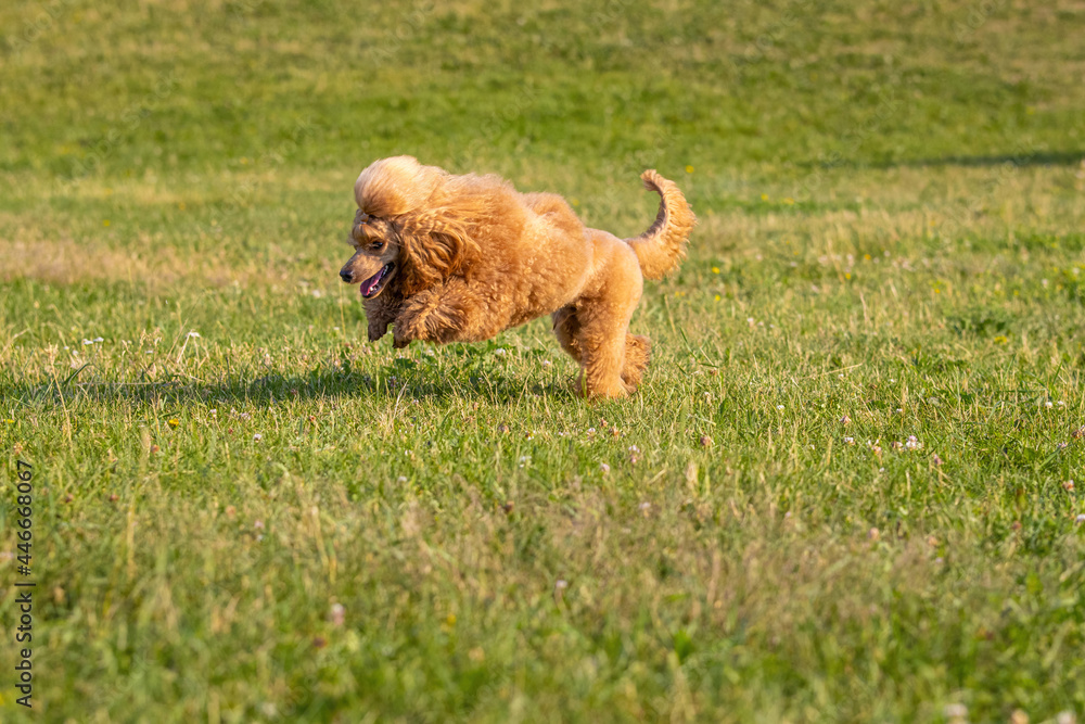 Fototapeta premium Young active dog is playing in a summer park. Beautiful thoroughbred red poodle jumping on green bright grass