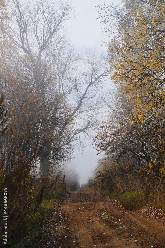 Autumn trees in the fog in the morning Autumn trees in the fog in the morning