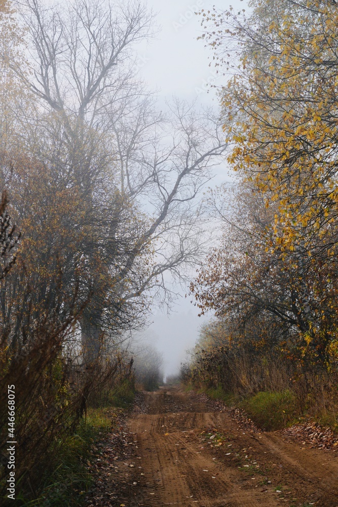 Autumn trees in the fog in the morning