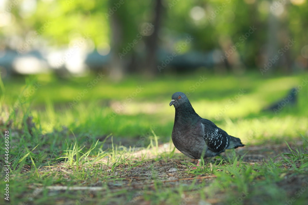 A bird standing on top of a grass covered field A bird standing on top of a grass covered field
